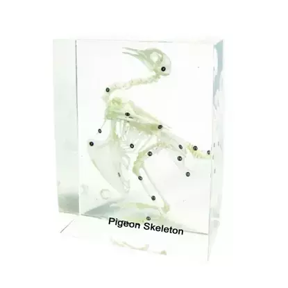 Скелет на гълъб, 18 х 14 х 8 cm