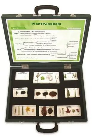 Gelsonlab Комплект Видове растения, в куфар, 9 части