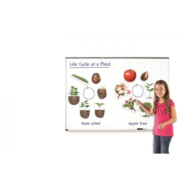 Циклите от живота на растенията - магнитни, Learning Resources, LER 6045