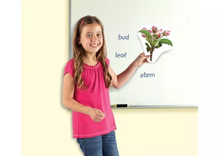 Циклите от живота на растенията - магнитни, Learning Resources, LER 6045