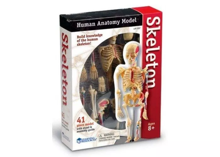 Модел на човешки скелет 23см, Learning Resources, LER 3337