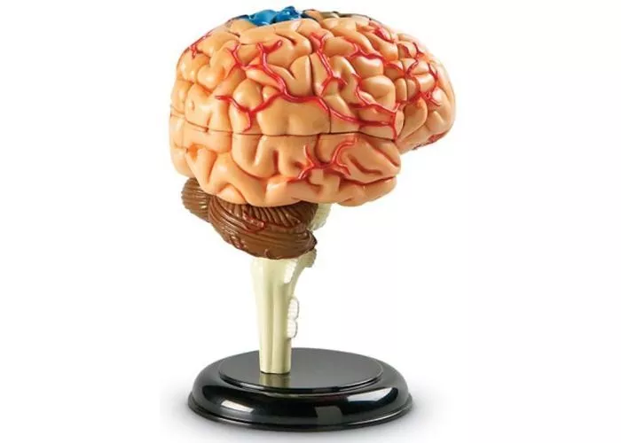 МИНИ МОДЕЛ МОЗЪК, Learning Resources,LER 3335