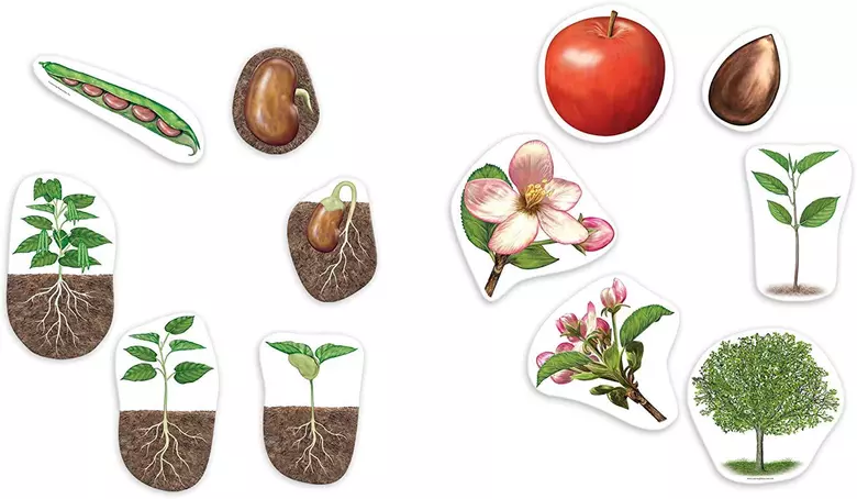 Циклите от живота на растенията - магнитни, Learning Resources, LER 6045