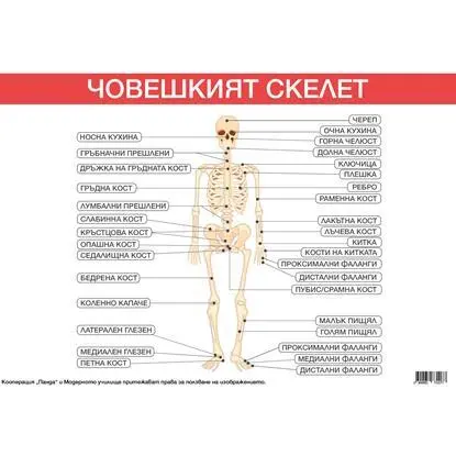 Office 1 Ученическо табло ''Костна система'', 100 x 70 cm