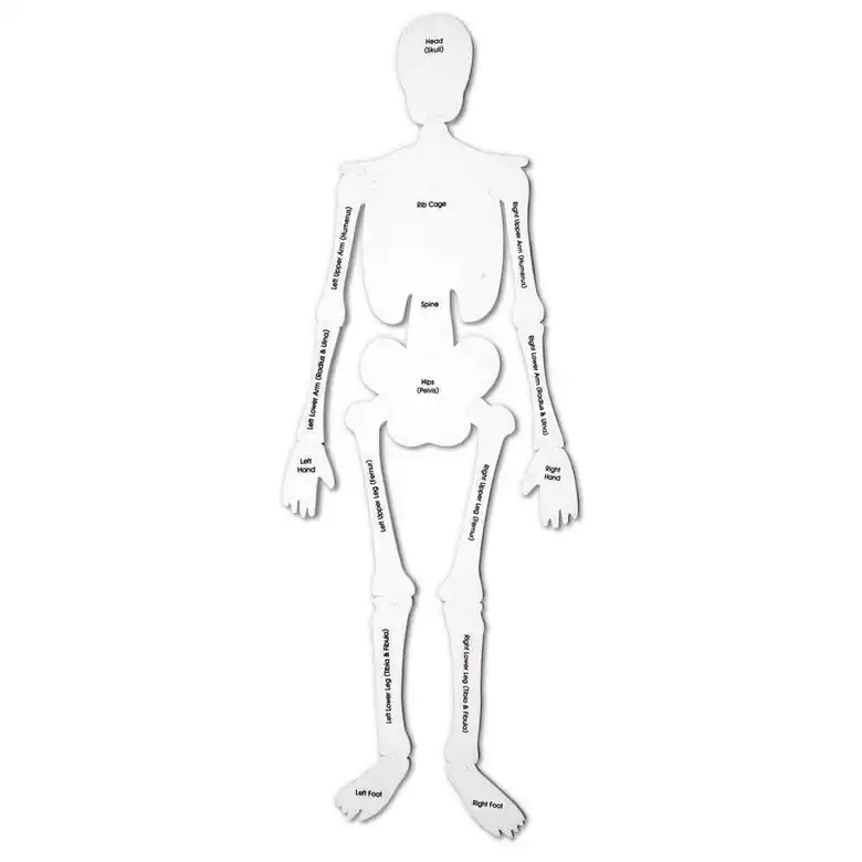 Пъзел от пяна скелет,Learning Resources,LER 3332