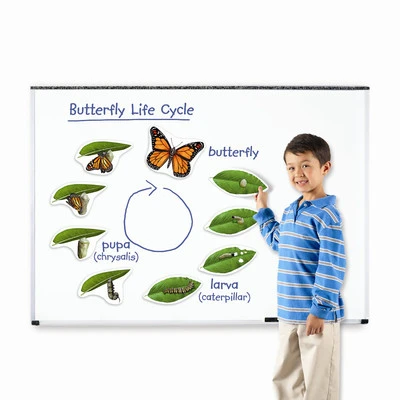 Циклите от живота на пеперудата, Learning Resources, LER 6043