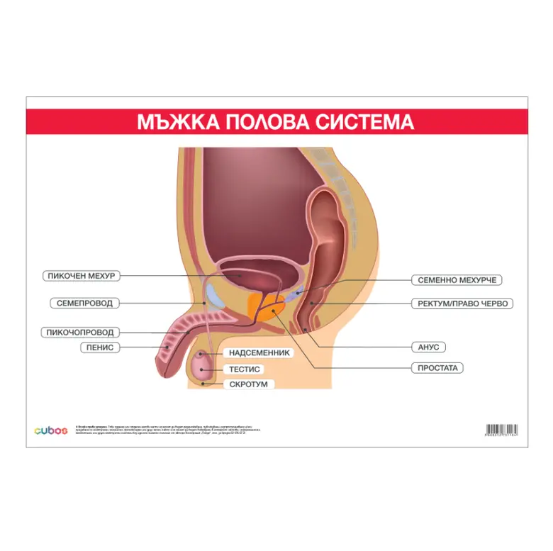 Office 1 Ученическо табло ''Мъжка полова система'', 100 x 70 cm