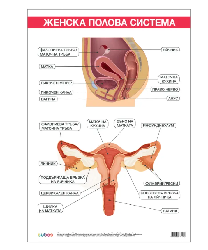  Cubos Ученическо табло „Женска полова система“, 70 x 100 cm