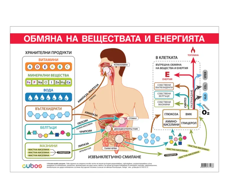 Office 1 Ученическо табло ''Обмяна на вещества и енергия'', 100 x 70 cm