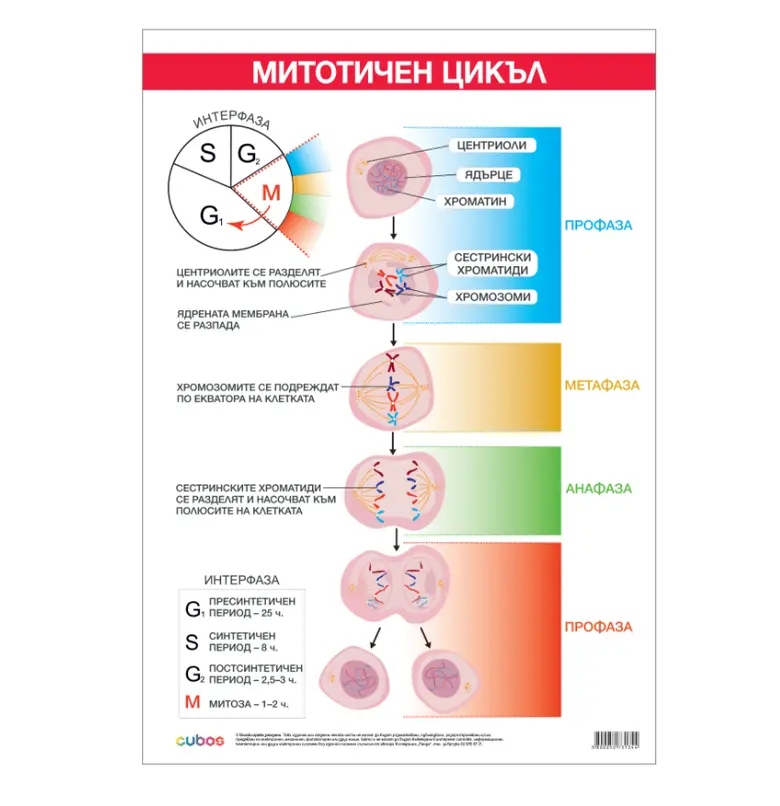 Cubos Ученическо табло „Митотичен цикъл“, 70 x 100 cm