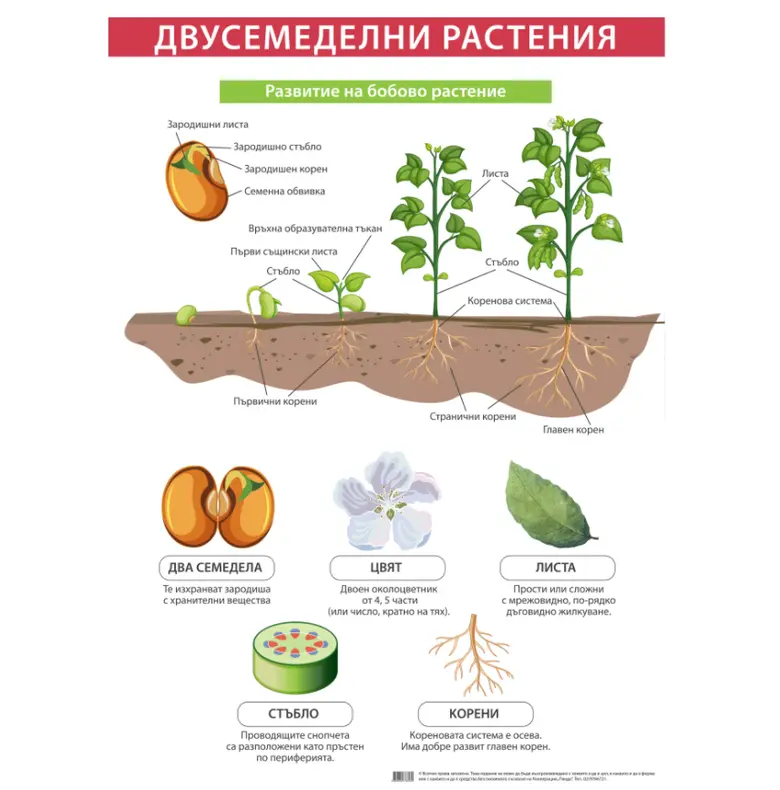 Office 1 Ученическо табло ''Двусемеделни растения'', 70 x 100 cm