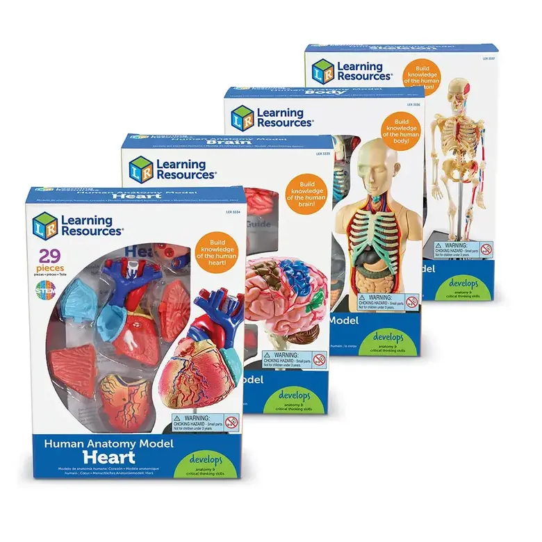 Комплект от 4 анатомични модела, Learning resources, LER 3338