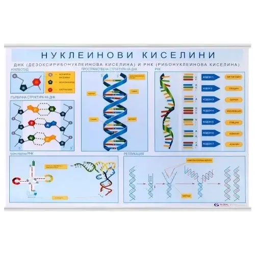 Нуклеинови киселини