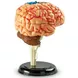МИНИ МОДЕЛ МОЗЪК, Learning Resources,LER 3335