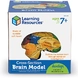 Мек анатомичен модел на мозък, Learning Resources, LER 1903