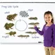 Цикъла на живот на жабата, Learning Resources, LER 6041