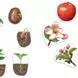 Циклите от живота на растенията - магнитни, Learning Resources, LER 6045