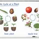 Циклите от живота на растенията - магнитни, Learning Resources, LER 6045