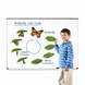 Циклите от живота на пеперудата, Learning Resources, LER 6043