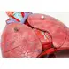 Gelsonlab Модел на гръден кош, 7 части